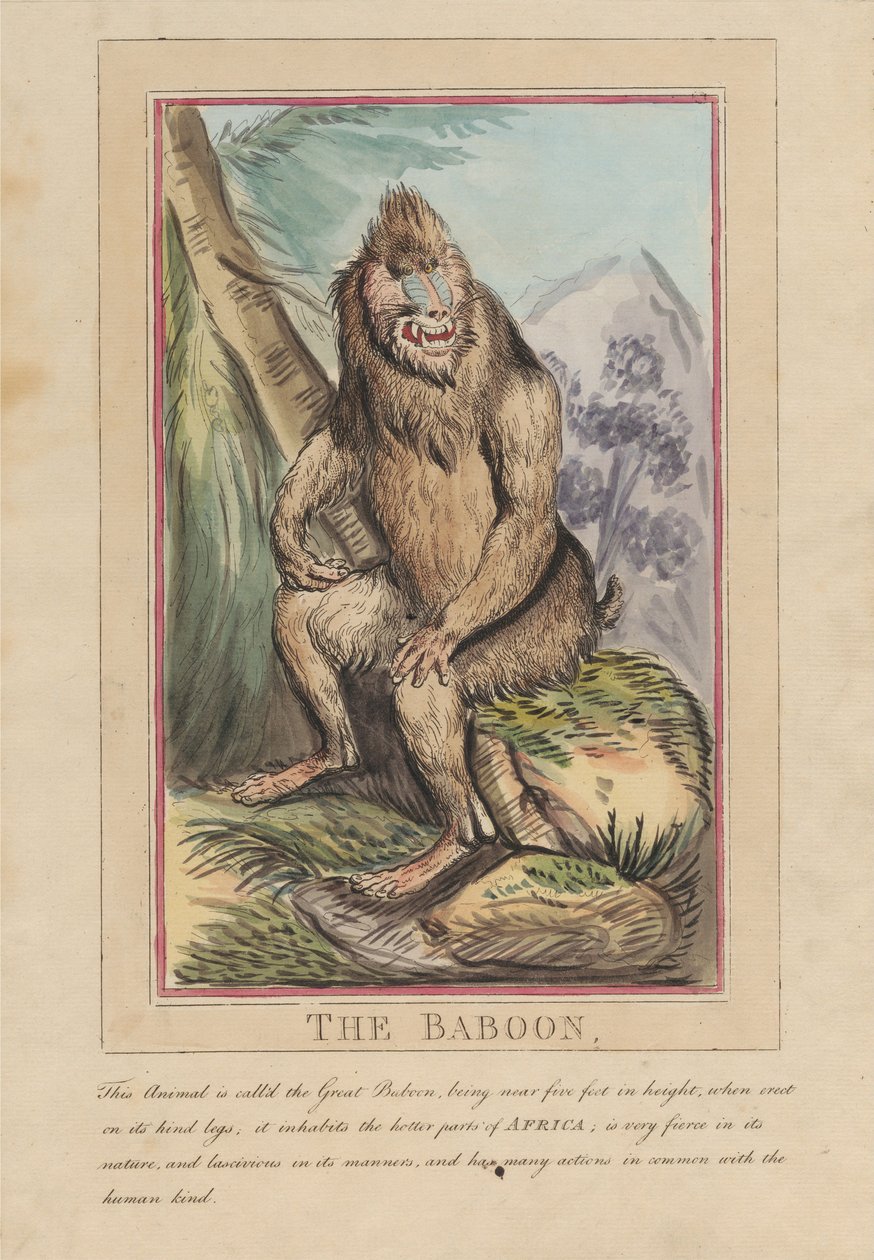 Sada osmi listů s titulní stranou. „Zvířata cizí i domácí.“ 2. Lev od Thomas Rowlandson