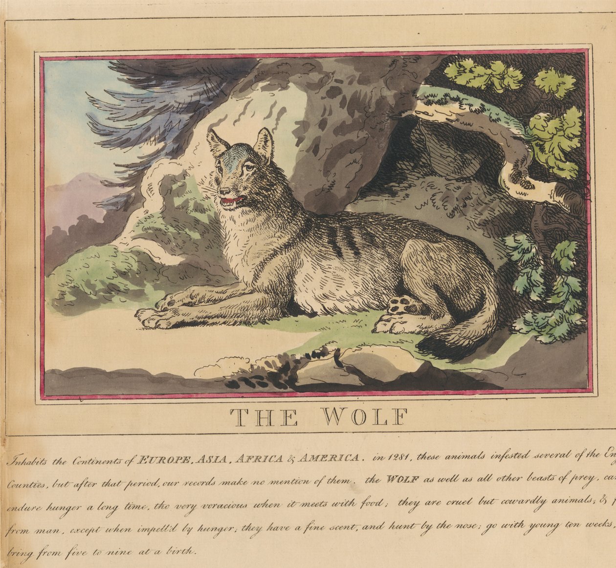 Sada osmi listů s titulní stranou. „Zvířata cizí i domácí.“ 5. Vlk od Thomas Rowlandson