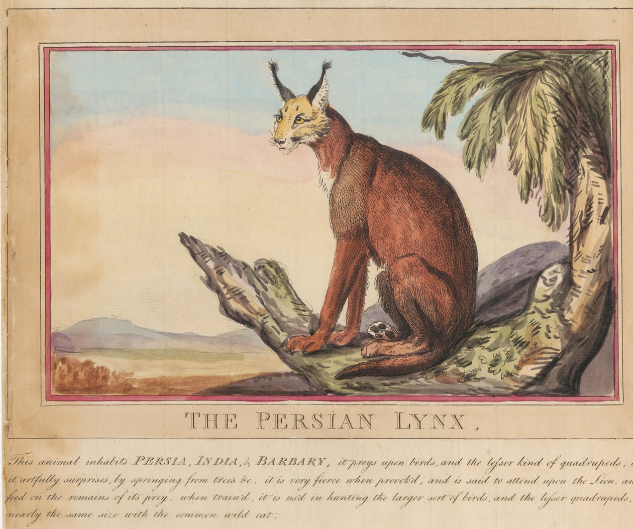 Sada osmi listů s titulní stranou. „Zahraniční a domácí zvířata.“  7.  Perská rysice od Thomas Rowlandson