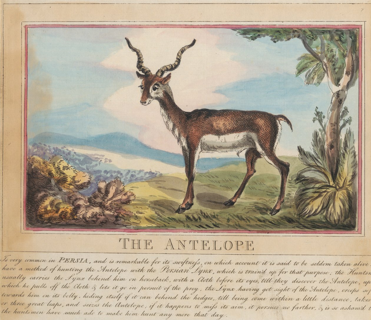 Sada osmi listů s titulní stranou. „Zvířata cizí i domácí.“ 8. Antilopa od Thomas Rowlandson