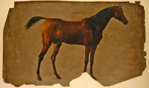 Arabský kůň (olej na papíře) od Thomas Sidney Cooper