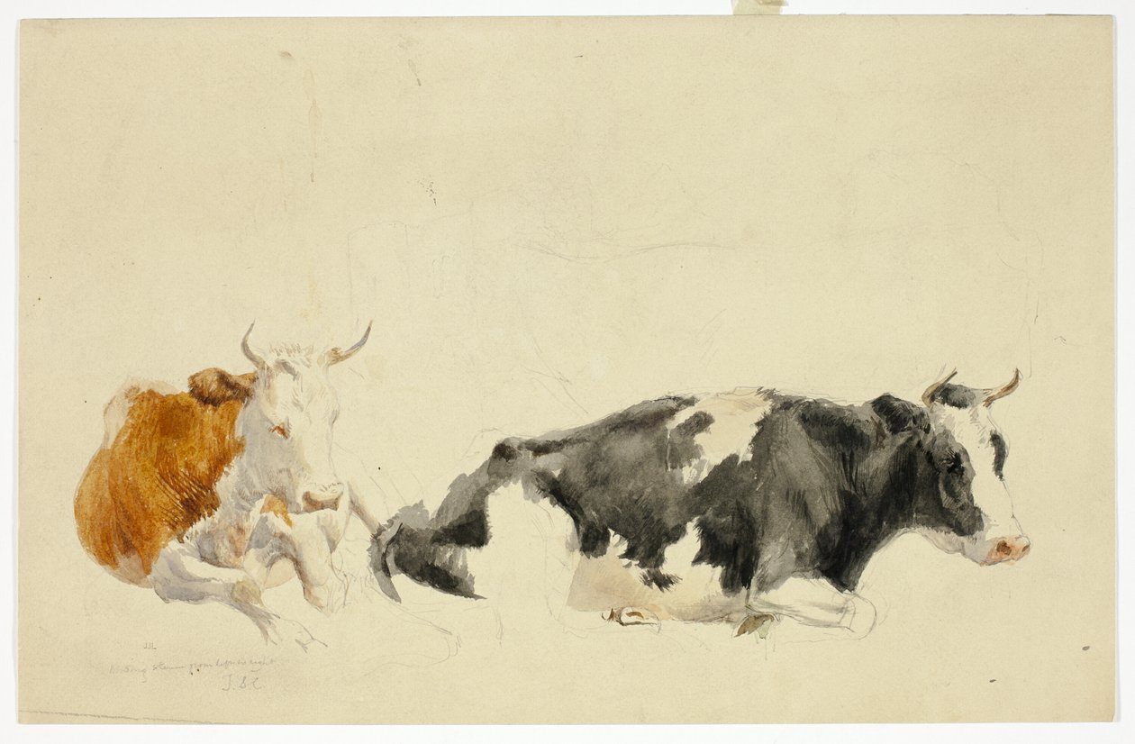 Dvě ležící krávy (recto); nákres stojící krávy (verso) od Thomas Sidney Cooper