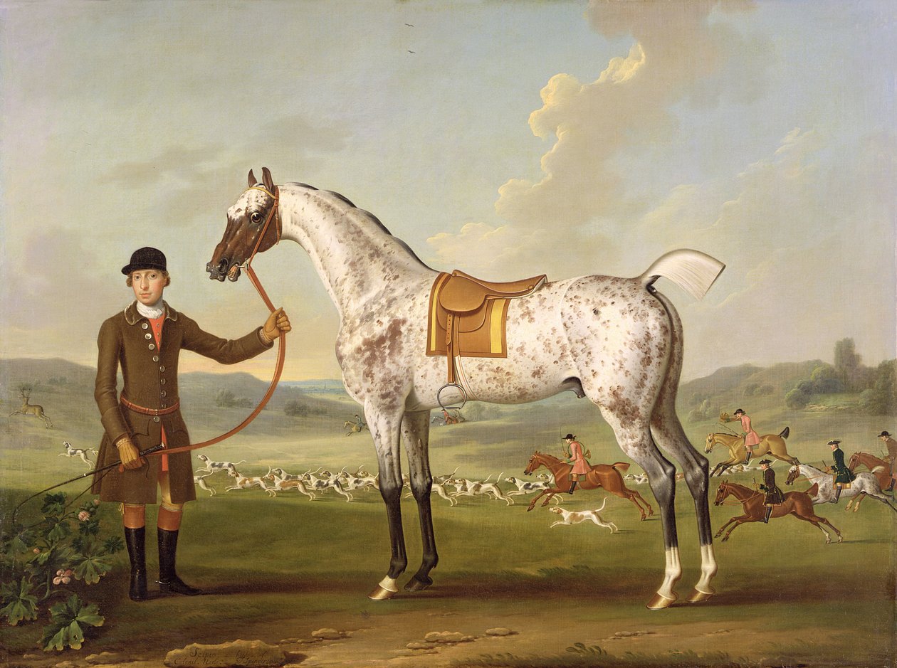 Scipio, strakatý lovec plukovníka Roche, kolem roku 1750 od Thomas Spencer
