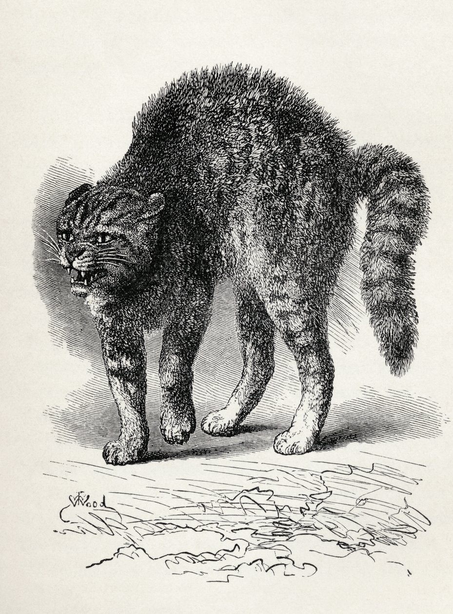 Kočka vyděšená psem, z knihy Charlese Darwina „Výraz emocí u člověka a zvířat“, 1872 (litho) od Thomas W. Wood