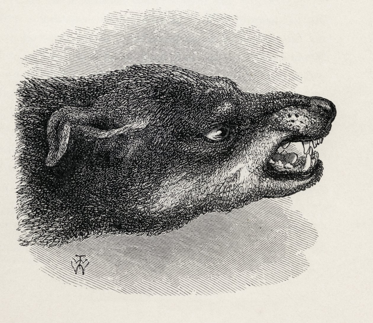 Hlava vrčícího psa, z knihy Charlese Darwina „Výraz emocí u člověka a zvířat“, 1872 od Thomas W. Wood