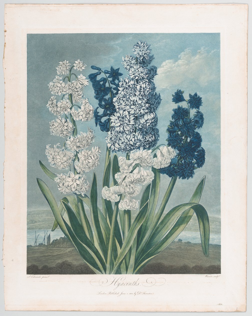 Hyacinty, z Chrámu flóry nebo zahrady přírody, 1. června 1801, 1. června 1801. od Thomas Warner