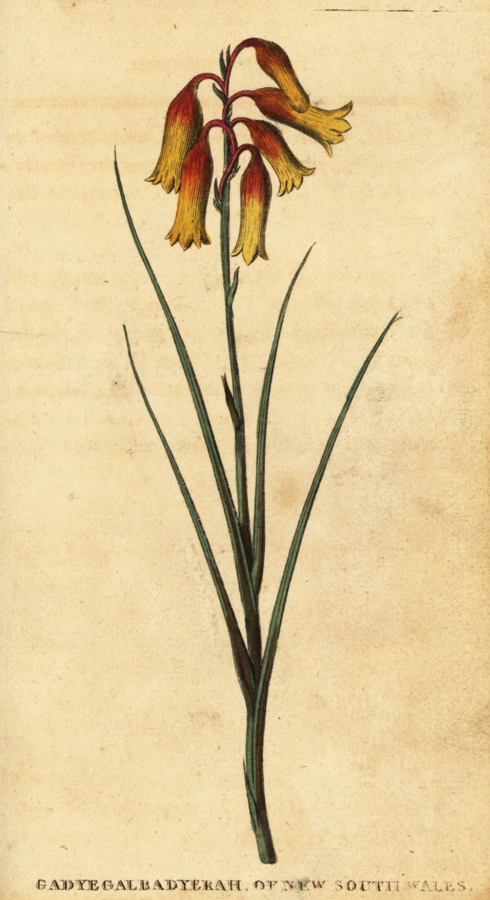 Vánoční zvonky, Blandfordia nobilis., 1800 (rytina) od Thomas Watling