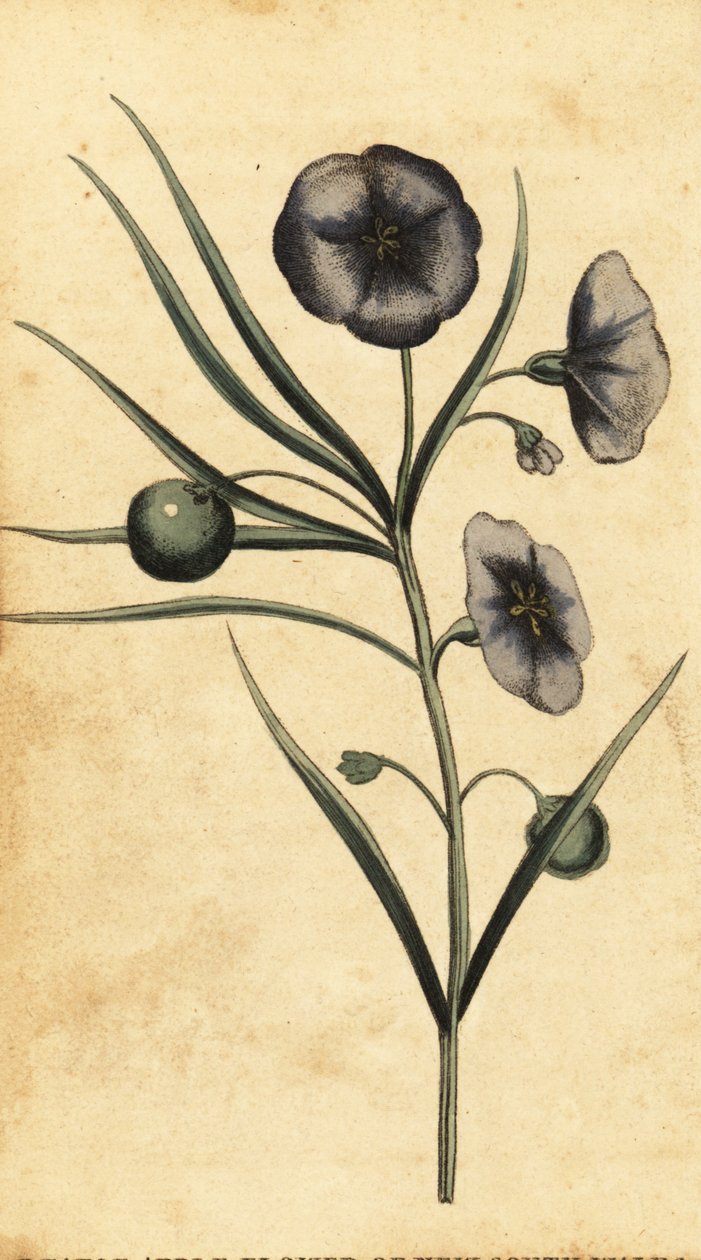 Bramborovo-jablečný květ z Nového Jižního Walesu, Austrálie. ,1800 (rytina) od Thomas Watling