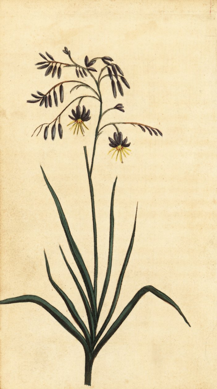Skalní květ z Nového Jižního Walesu, Austrálie. ,1800 (rytina) od Thomas Watling