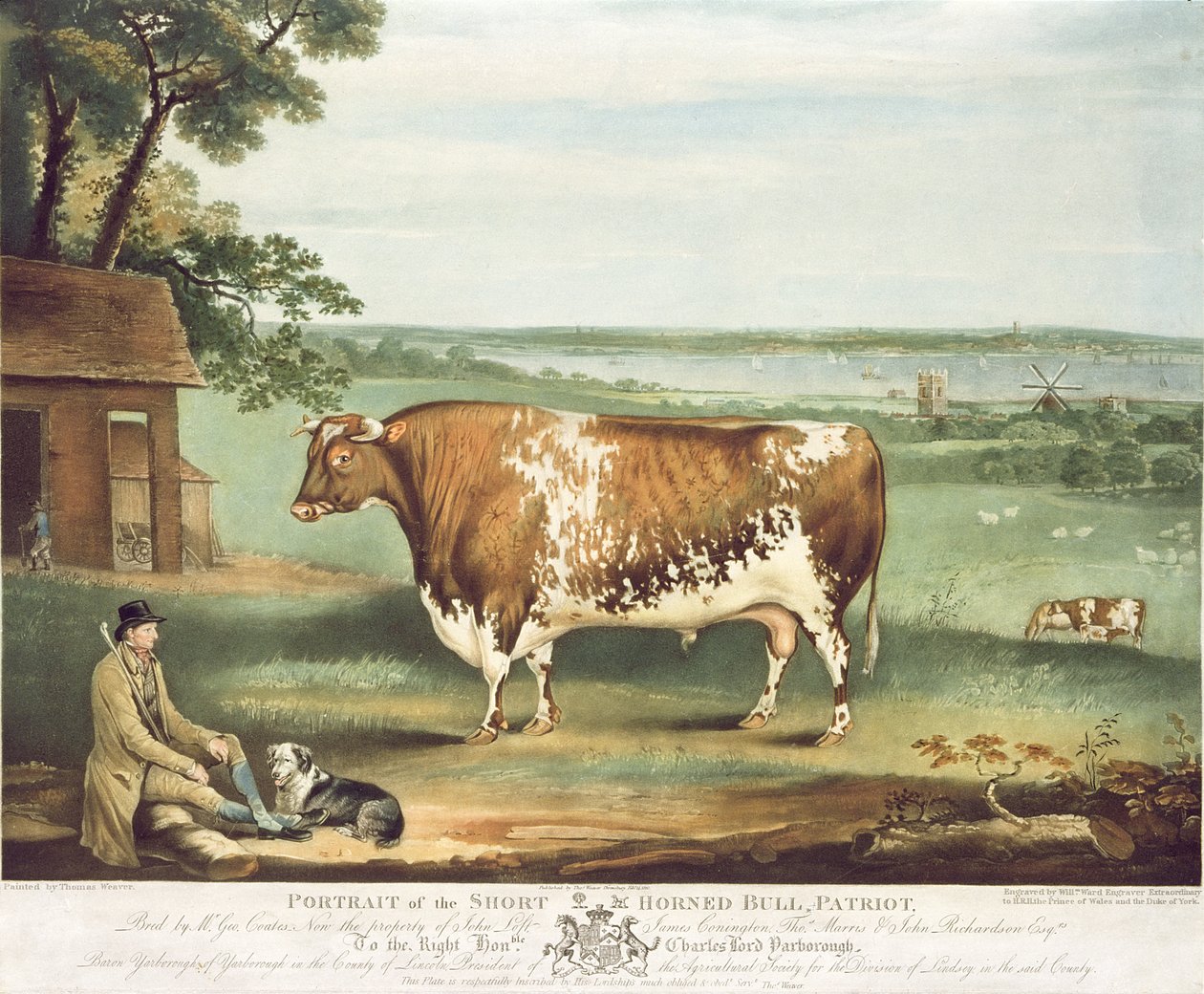 A Short Horned Bull, Patriot, vyryl William Ward, Shrewsbury, 1810 (barevná rytina) od Thomas Weaver