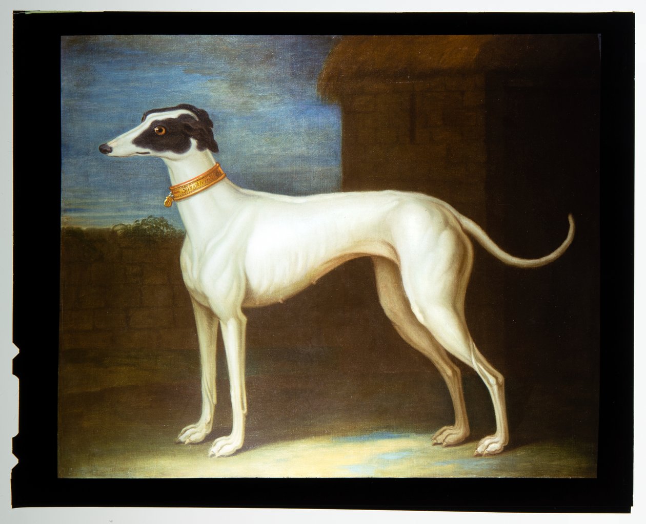 Oblíbený chrt od Thomas of Pall Mall Butler