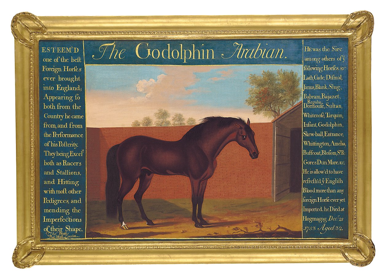 Godolphin Arabian (olej na plátně) od Thomas of Pall Mall Butler