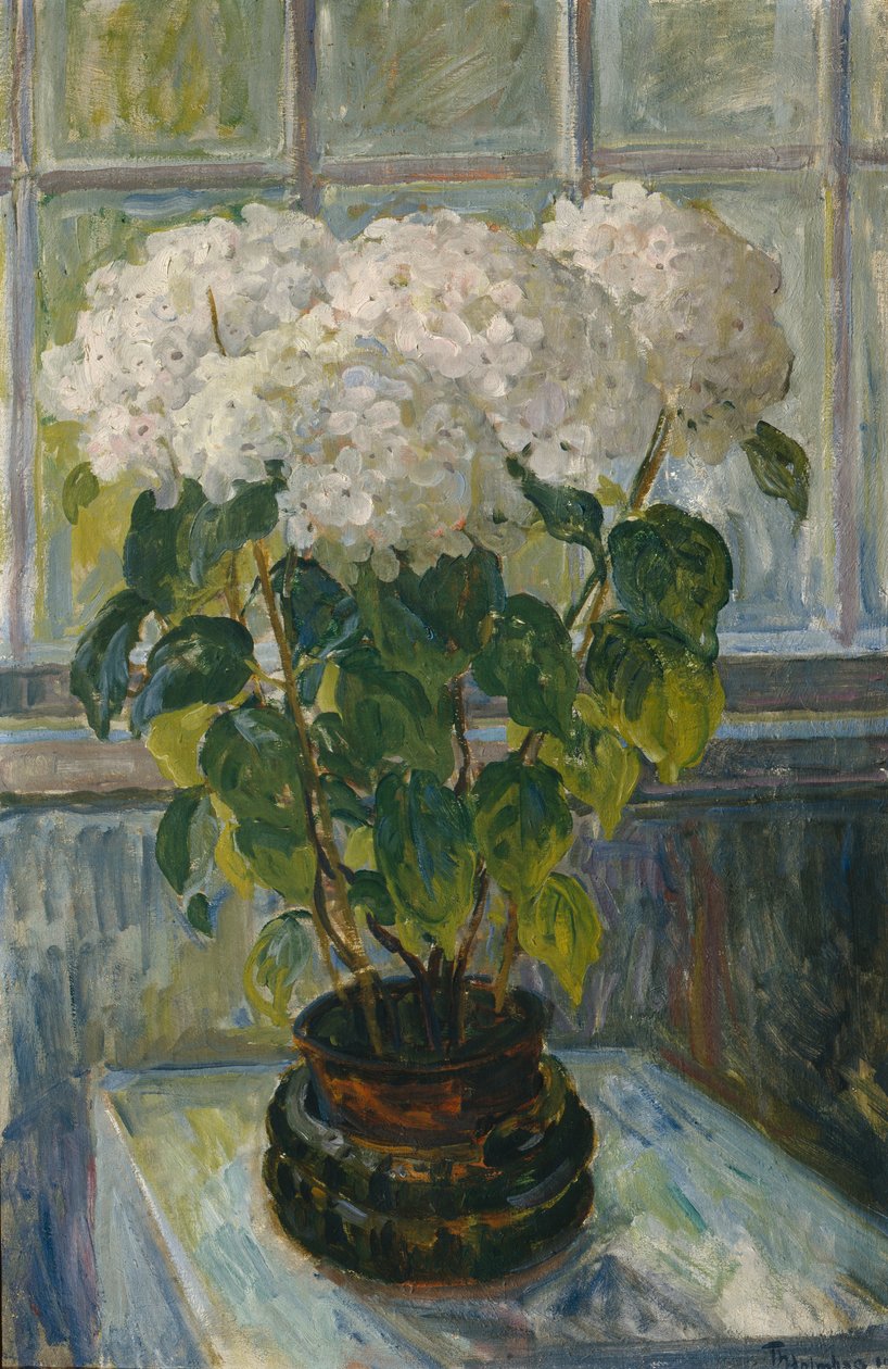 Hortenzie od Thorolf Holmboe
