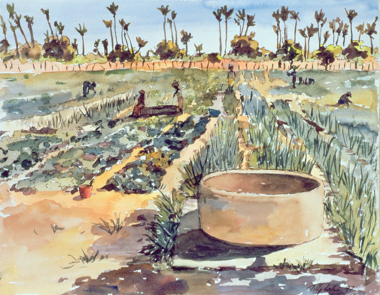 Zahrada žen, Senegal, západní Afrika, 1997 od Tilly Willis