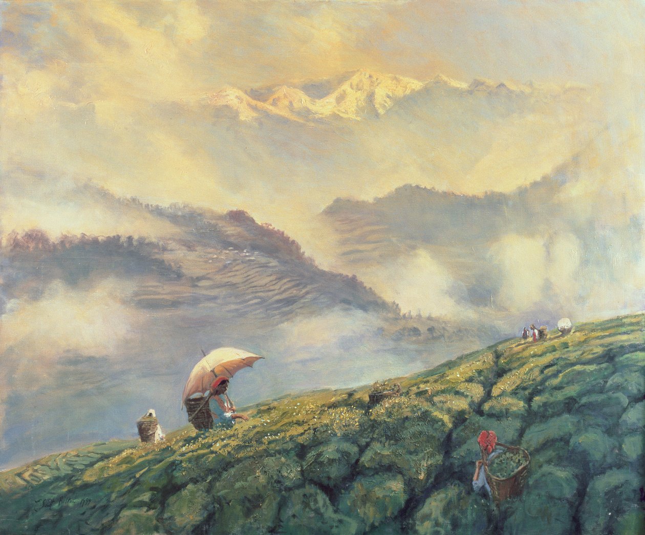 Sbírání čaje, Darjeeling, Indie, 1999 od Tim Scott Bolton