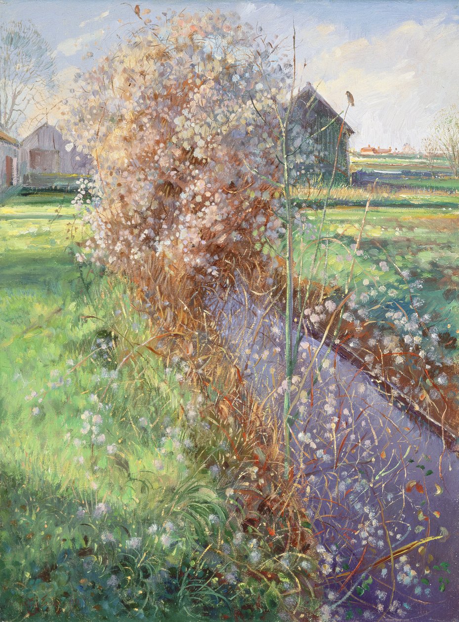 Vousatý keř od Timothy Easton