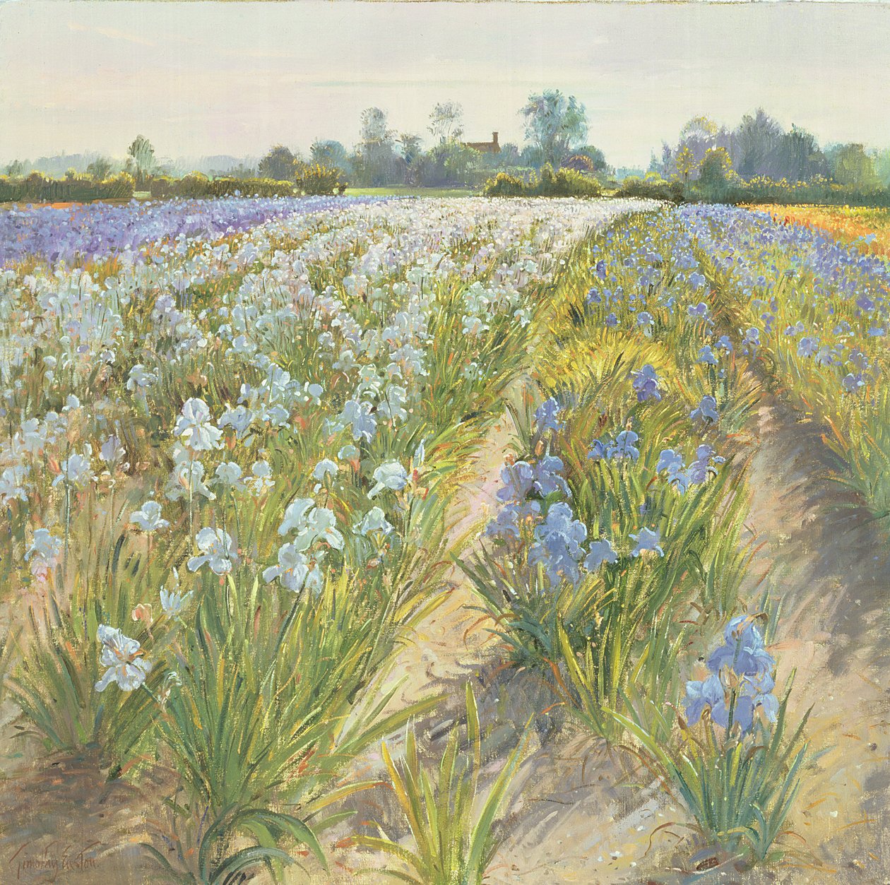 Modré a bílé kosatce, Wortham od Timothy Easton