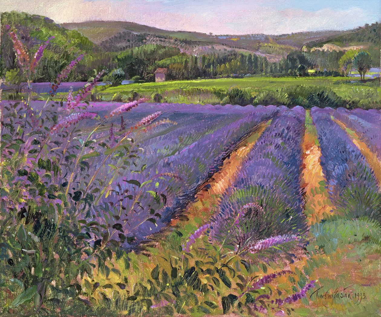 Buddleia a levandulové pole, Montclus, 1993 od Timothy Easton