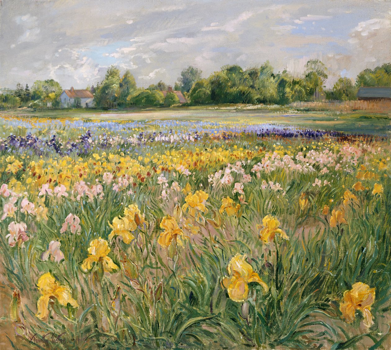 Chaty a Iris Field od Timothy Easton