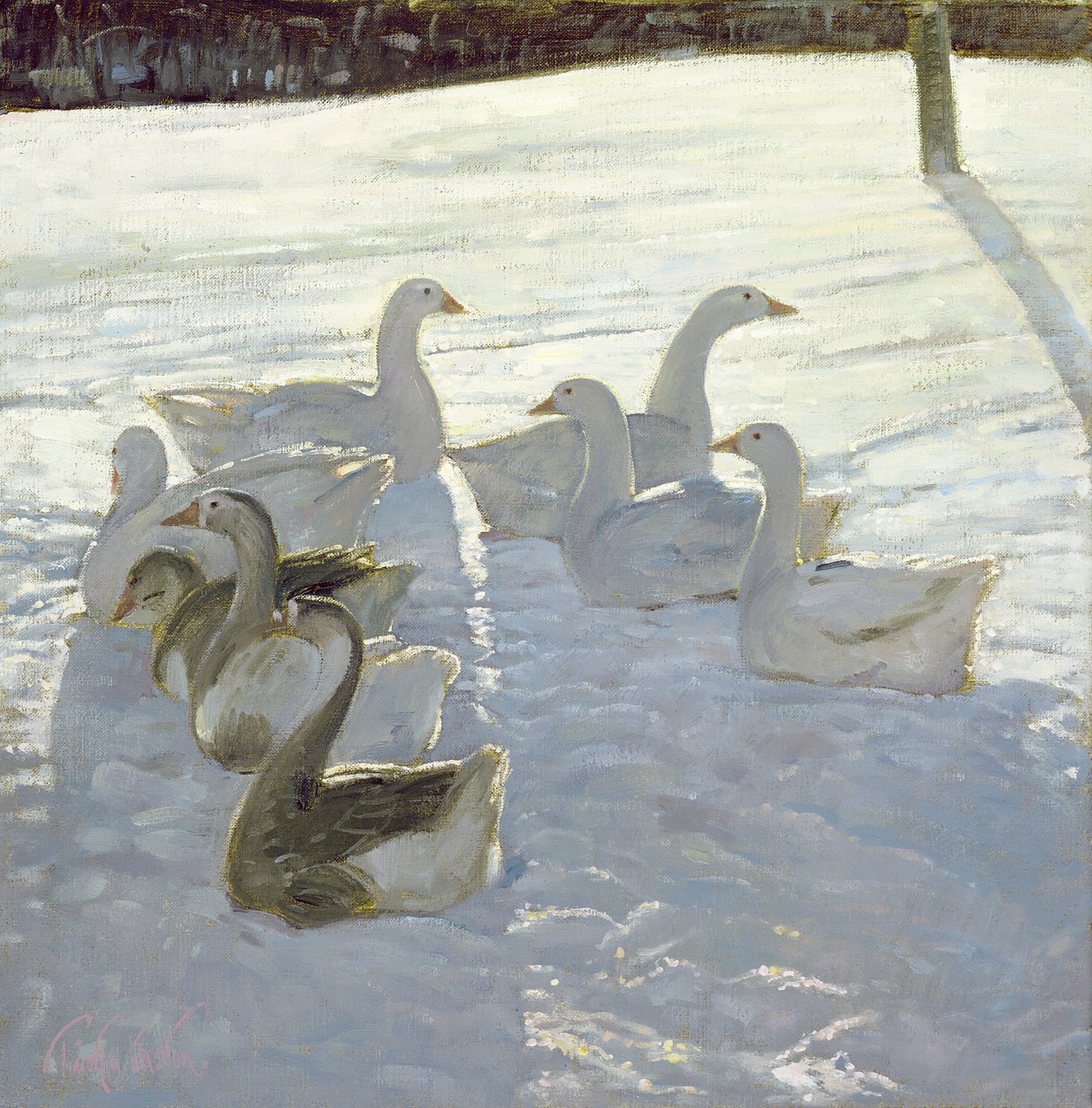 Husy proti světlu od Timothy Easton