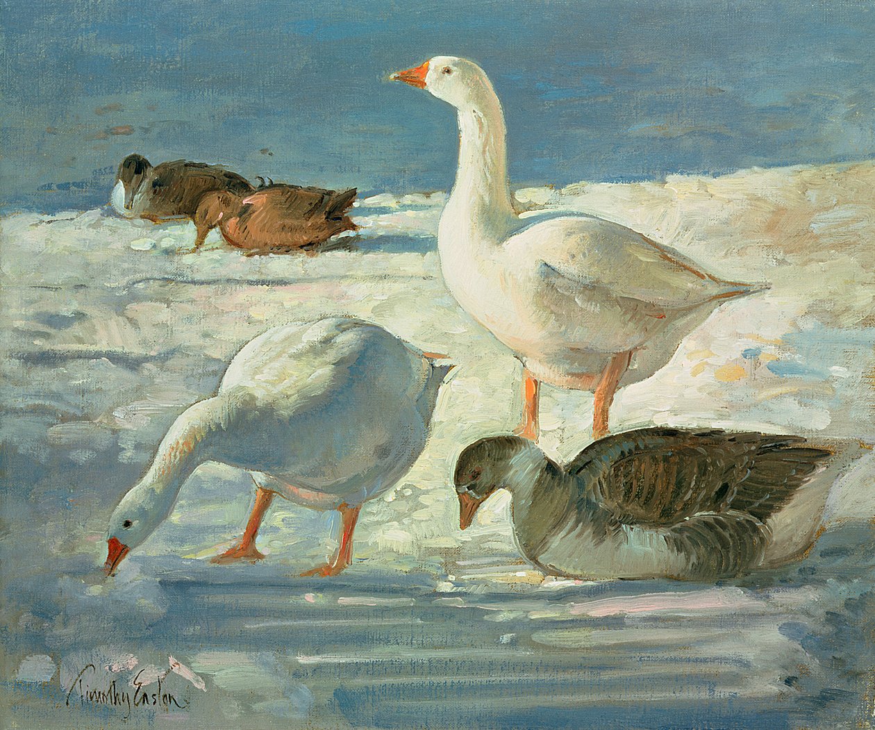 Husy a divoká kachna, 2000 od Timothy Easton