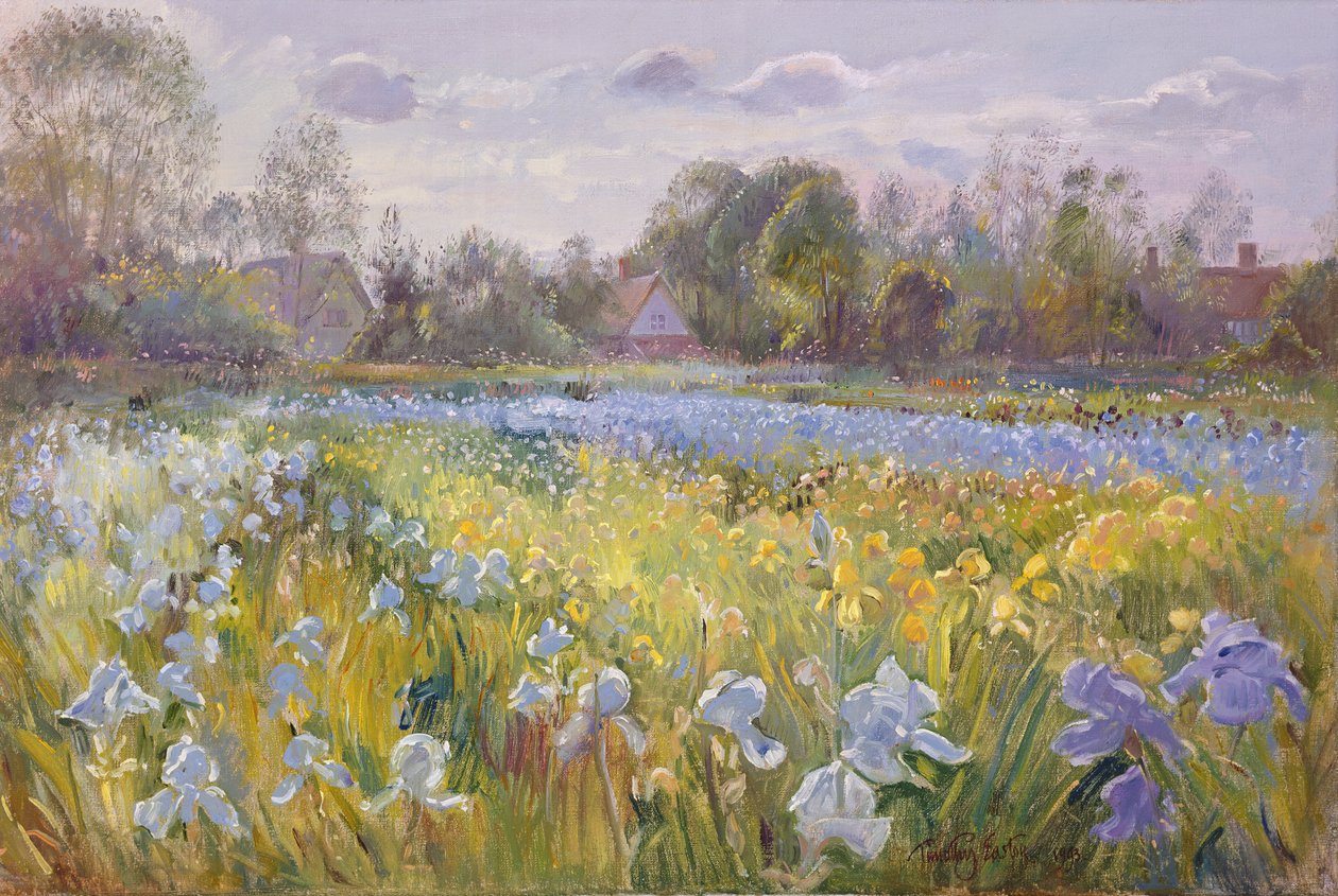 Iris Field ve večerním světle, 1993 od Timothy Easton