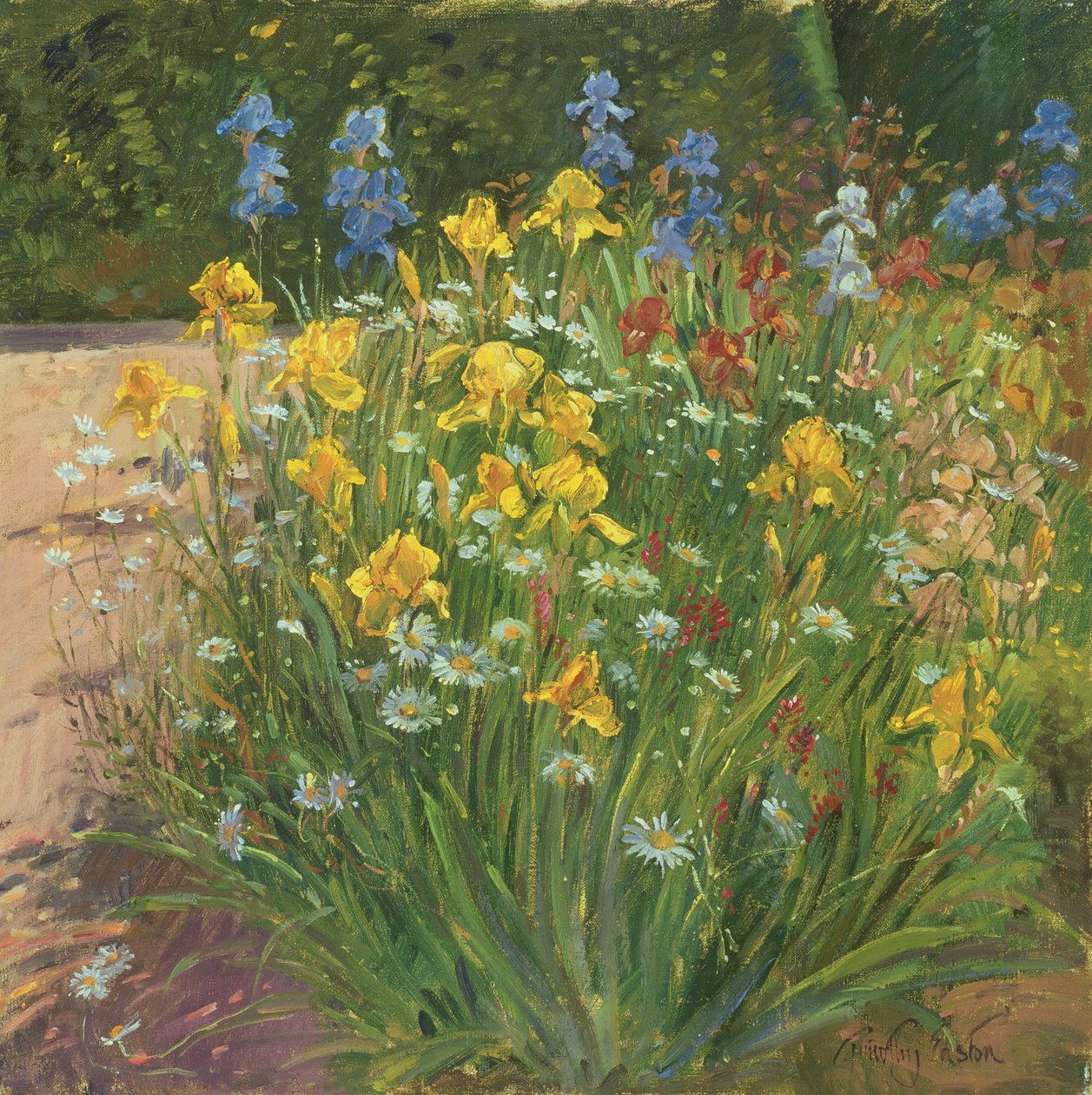 Oxeye Daisies Against the Irises od Timothy Easton