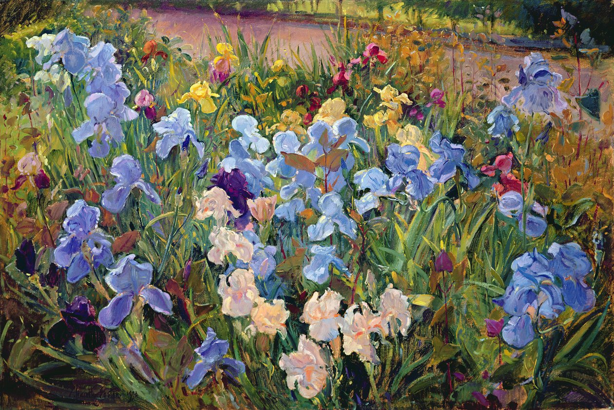 Postel Iris, 1993 od Timothy Easton