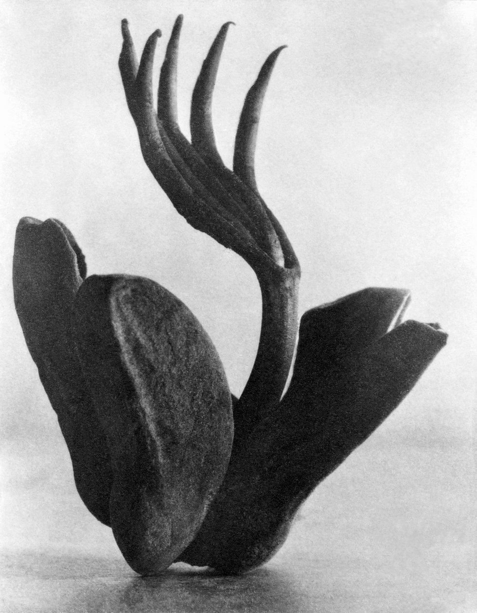 Flor de Manita, Mexico City, 1925 od Tina Modotti