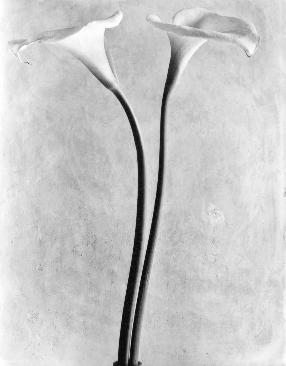 Calla Lilies, Mexico City, 1925 od Tina Modotti