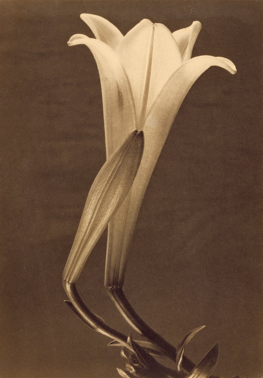 Platinový tisk Lily od Tiny Modotti od Tina Modotti
