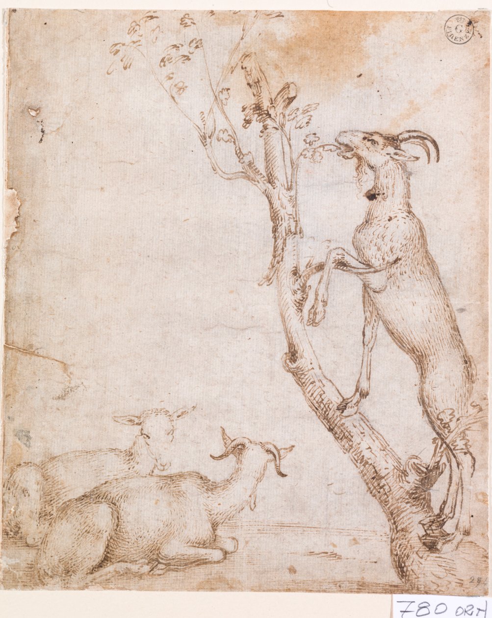 Kozy na pastvě (tužka a tuš na papíře) od Titian (c.1488 1576)