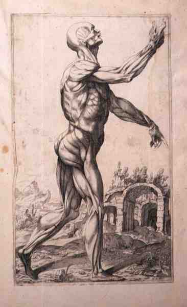 Anatomická studie, Domenico Maria Bonavera (nar. 1640) (lept a suchá jehla) od Titian (c.1488 1576) (after)
