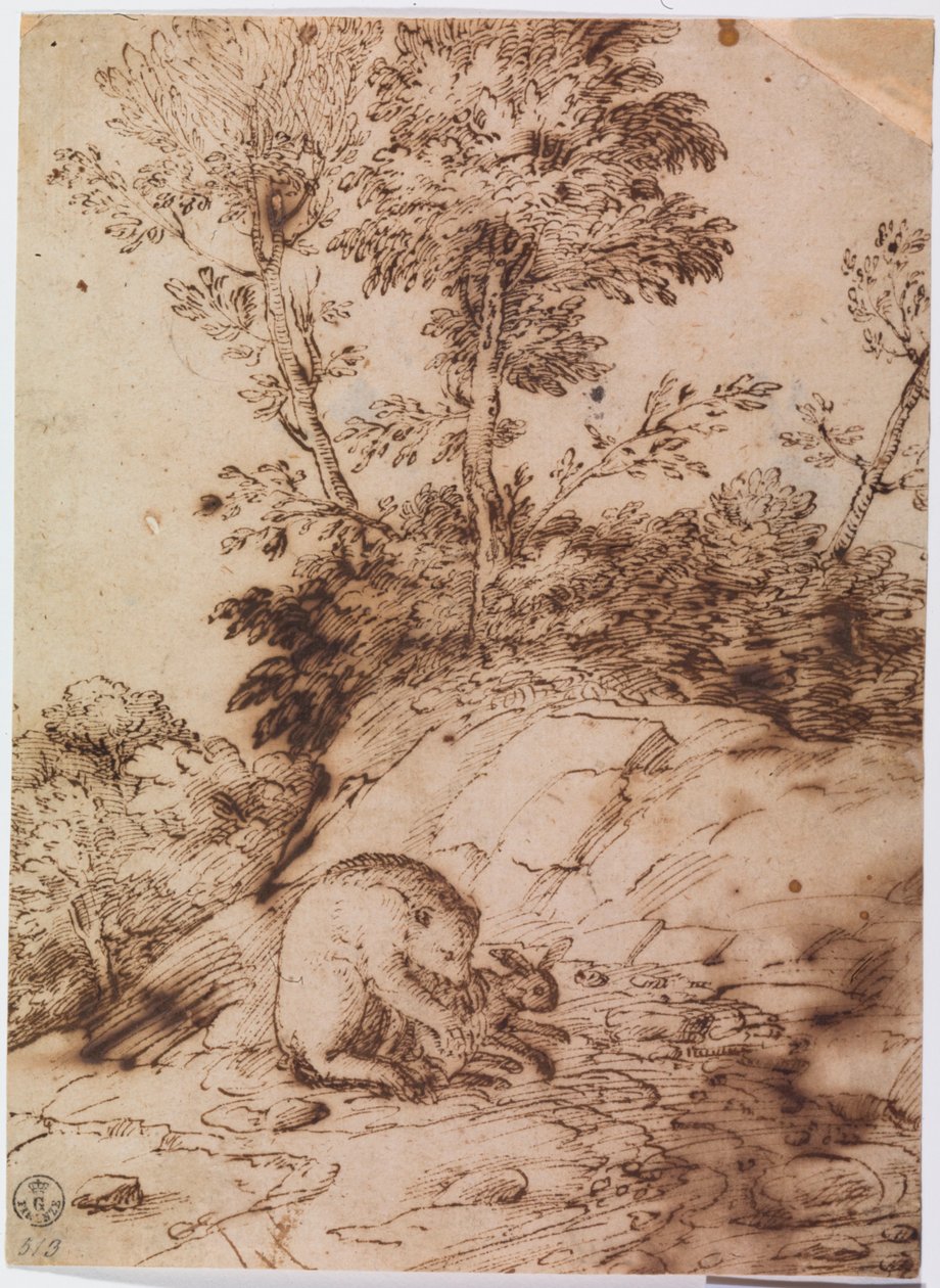 Medvěd žeroucí králíka (pero a tuš na papíře) od Titian (c.1488 1576)