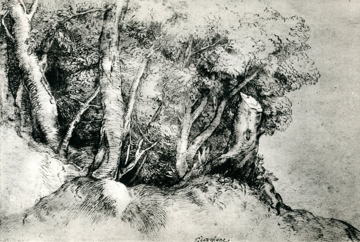 Lesní krajina, c1516-1518, 1937 od Tiziano Vecelli