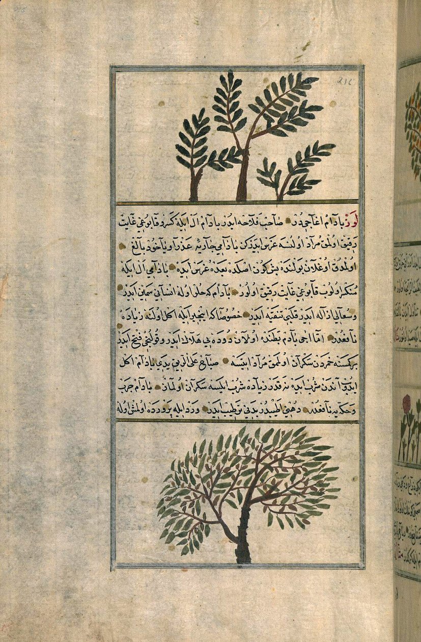 Kadidlovník nad mandlovníkem, podle pojednání Zakariya ibn Muhammada al-Qazwiniho (inkoust a pigmenty na evropském papíru) od Turkish School