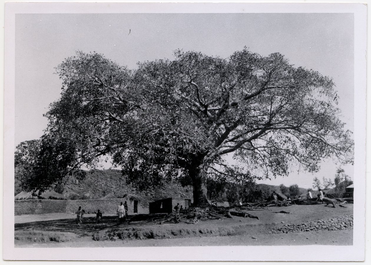 Strom s široce rozprostřenou korunou před vesnickou zdí, Axum, Etiopie, fotografie Ugo Monneret de Villard od Ugo Monneret de Villard