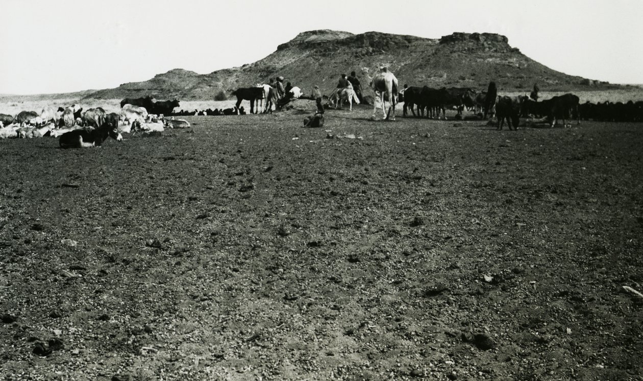 Pohled na archeologickou oblast Naqa s dromedáry a dobytkem, Súdán, fotografie Ugo Monneret de Villard od Ugo Monneret de Villard