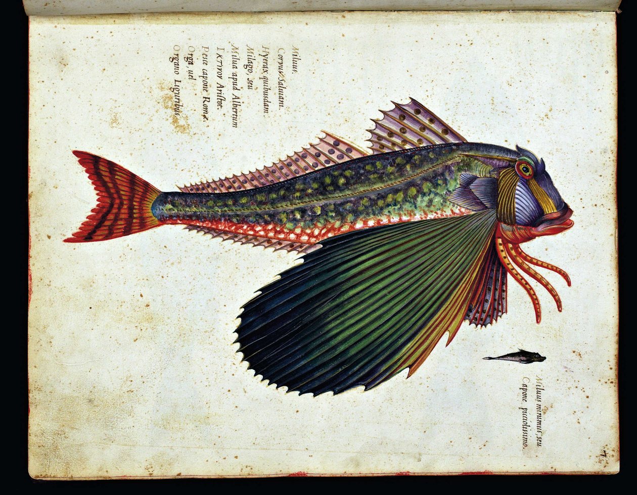 Unbekanntes Bild od Ulisse Aldrovandi