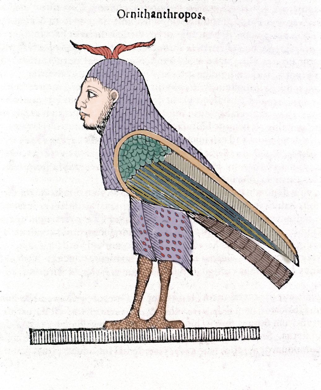 Ornithantropos. Pták s lidskou hlavou. Ulisse Aldrovandi "Historie monster" Bologna 1642 od Ulisse Aldrovandi