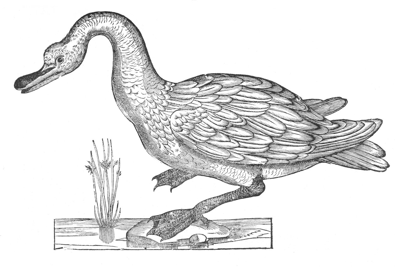 Ornithologiae hoc est de avibus historiae libri XII od Ulisse Aldrovandi