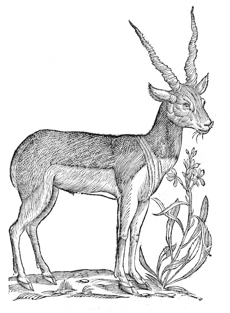 Quadrupedum omnium bisulcorum historia od Ulisse Aldrovandi