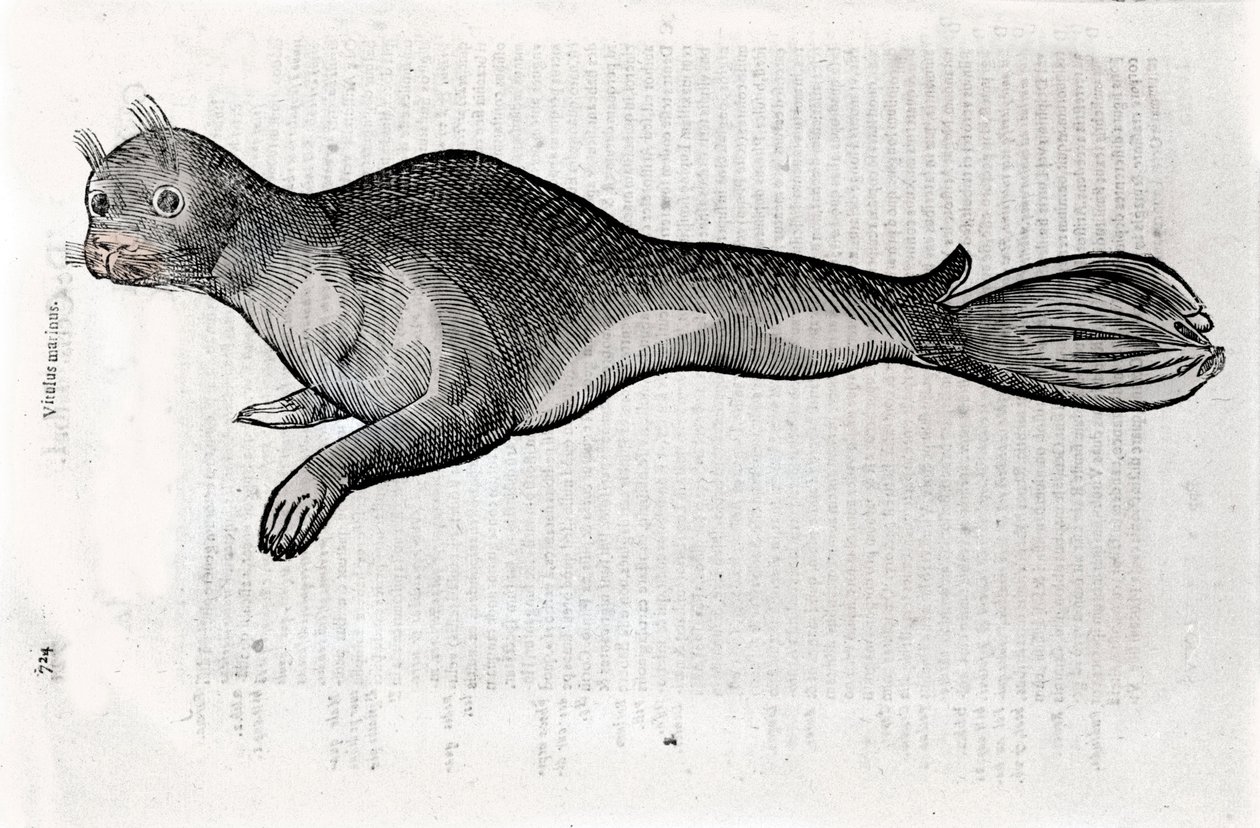 Znázornění pečetní desky ilustrované z rukopisu Natural History od Ulisse Aldrovandi (1522-1605), fond Ulisse Aldrovandi, Univerzitní knihovna v Bologni, ed. 1603. od Ulisse Aldrovandi