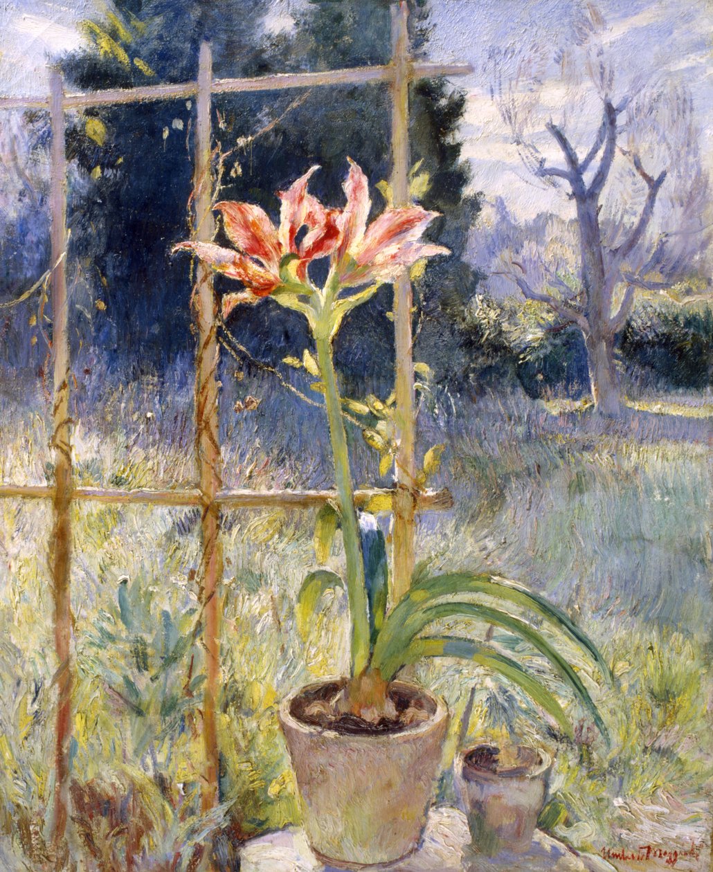Amaryllis od Umberto Moggioli