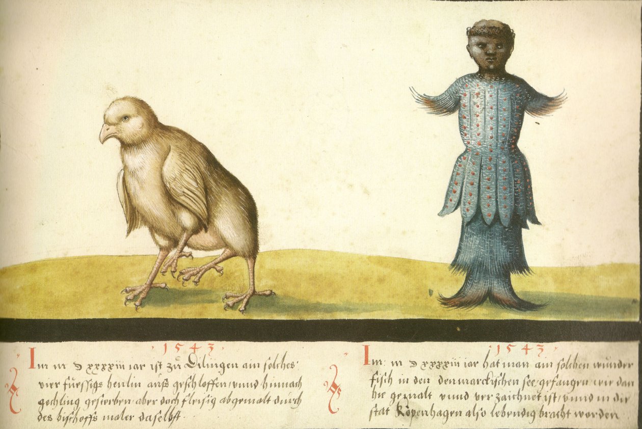 Folio 145- Podivuhodné kuře a podivuhodná ryba 1543 od Unbekannt Unbekannt