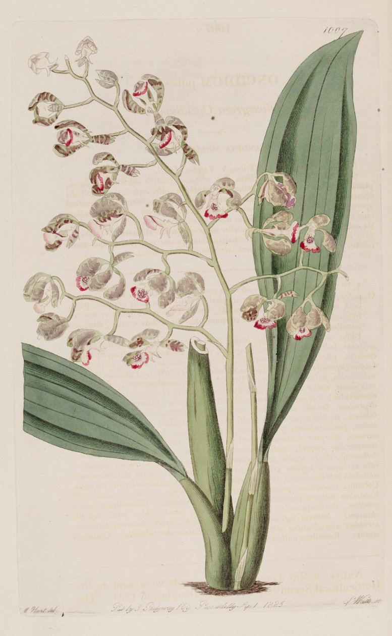 Ilustrace Oncidium pubes od Unbekannt Unbekannt