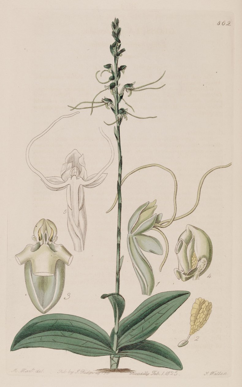 Ilustrace Peristylus tentaculatus (jako syn. Glossula tentaculata) od Unbekannt Unbekannt