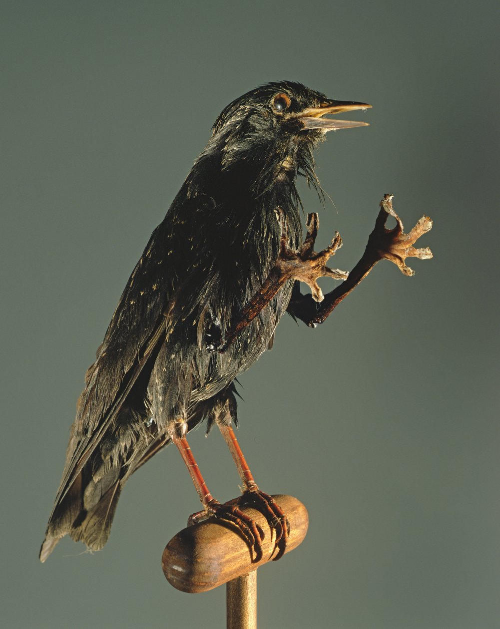 Tajemník Bird: Čarodějův společník od Unbekannt Unbekannt