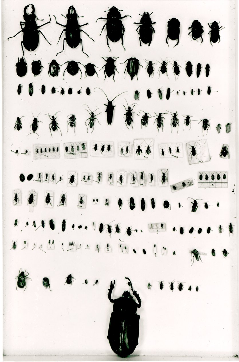 Darwinova sbírka hmyzu od Unbekannt Unbekannt