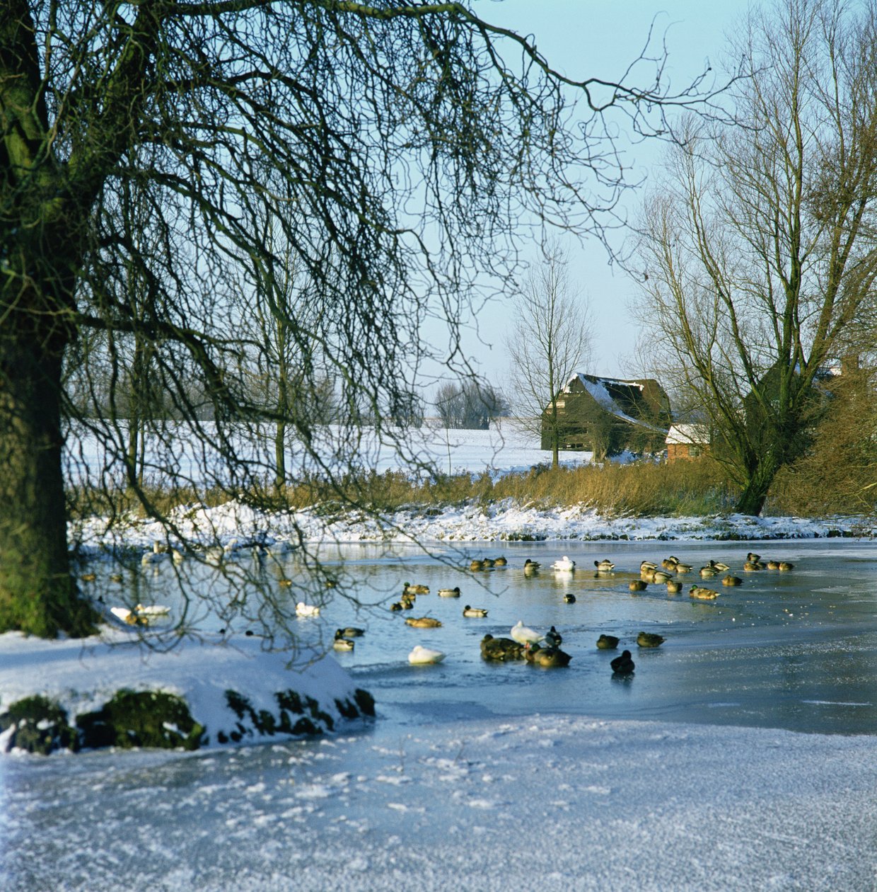 Duck Pond v zimě poblíž Finchingfield, Essex od Unbekannt Unbekannt